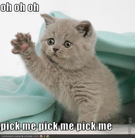 pick_me_kitten